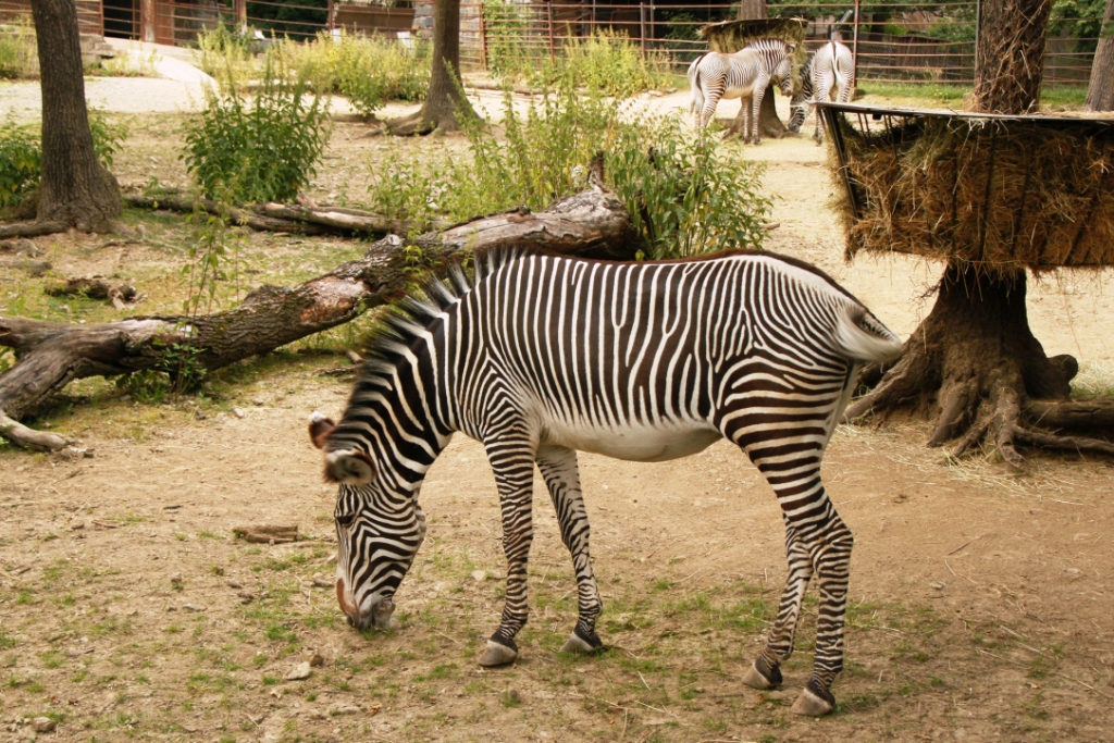 ZOO BRNO