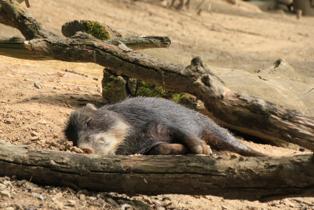 ZOO BRNO