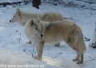 Vlk arktick 
(klikni pro zvten)