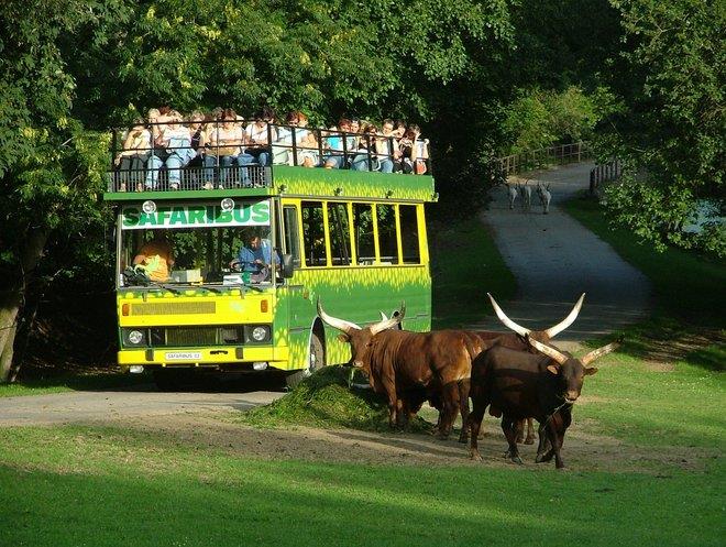 Africké safari