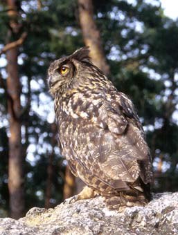 ZOO OHRADA - HLUBOK NAD VLTAVOU