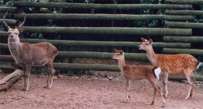 ZOO OHRADA - HLUBOK NAD VLTAVOU